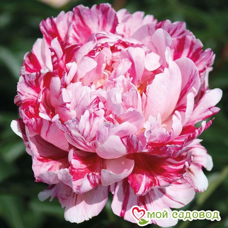 Пион Киринмару